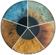 Iridology Reading Iridology Reading